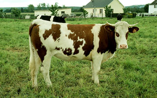 bestCow